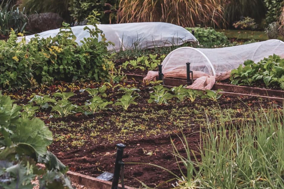 Raised Beds & Planting